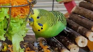 Happy budgie sounds for pet birds | Play this video on loop while away | Video for cats to watch
