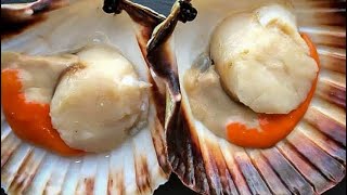 How to clean scallops (by nikofish)