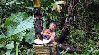 An orphan boy khai harvests 100-year-old wild taro tubers and cooks pig bran, giant taro root ❤❤