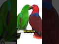 Eclectus Parrots! 🤯🦜❤️ #parrot #birds #eclectus #eclectusparrot