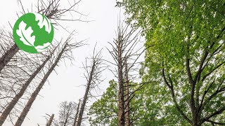 Trees in Peril