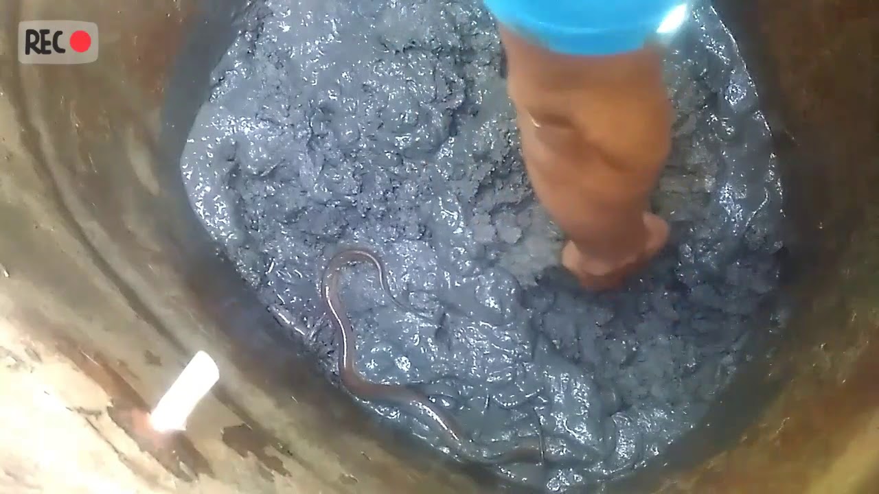 Ternak Belut dalam Drum Hasil yank Melimpah 