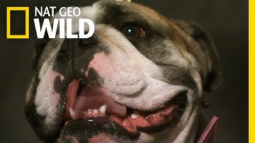 Dogs Change Facial Expression When Humans Pay Attention | Nat Geo Wild