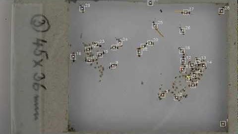 AnTracks Demonstration Video: Robust Tracking despite Clutter and Social Interactions