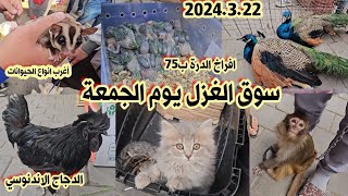 سوق الغزل لبيع وشراء الحيوانات والطيور لهذا اليوم الجمعة بتاريخ 2024/3/22