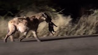 Hyena steal lion cub at night