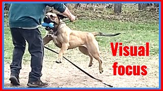 Focus dog training and Boerboels! by Large Dog Xperience 513 views 1 year ago 3 minutes, 19 seconds