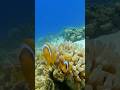 Amphiprion percula #sharmelsheikh #redsea #diving #snorkeling #clownfish #fish