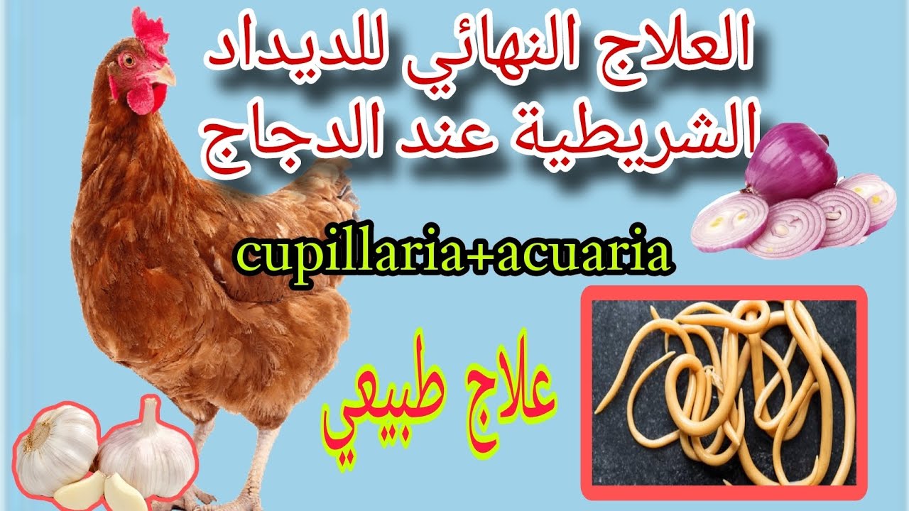 علاج ووقاية من الديدان الشريطية عند الدجاج؟ قل وداعا لأمراض المعوية بعد هدا الفيديو 😱