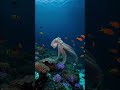 🐙Octopus 3 heart..📚Smithsonian Ocean Portal🐙.....