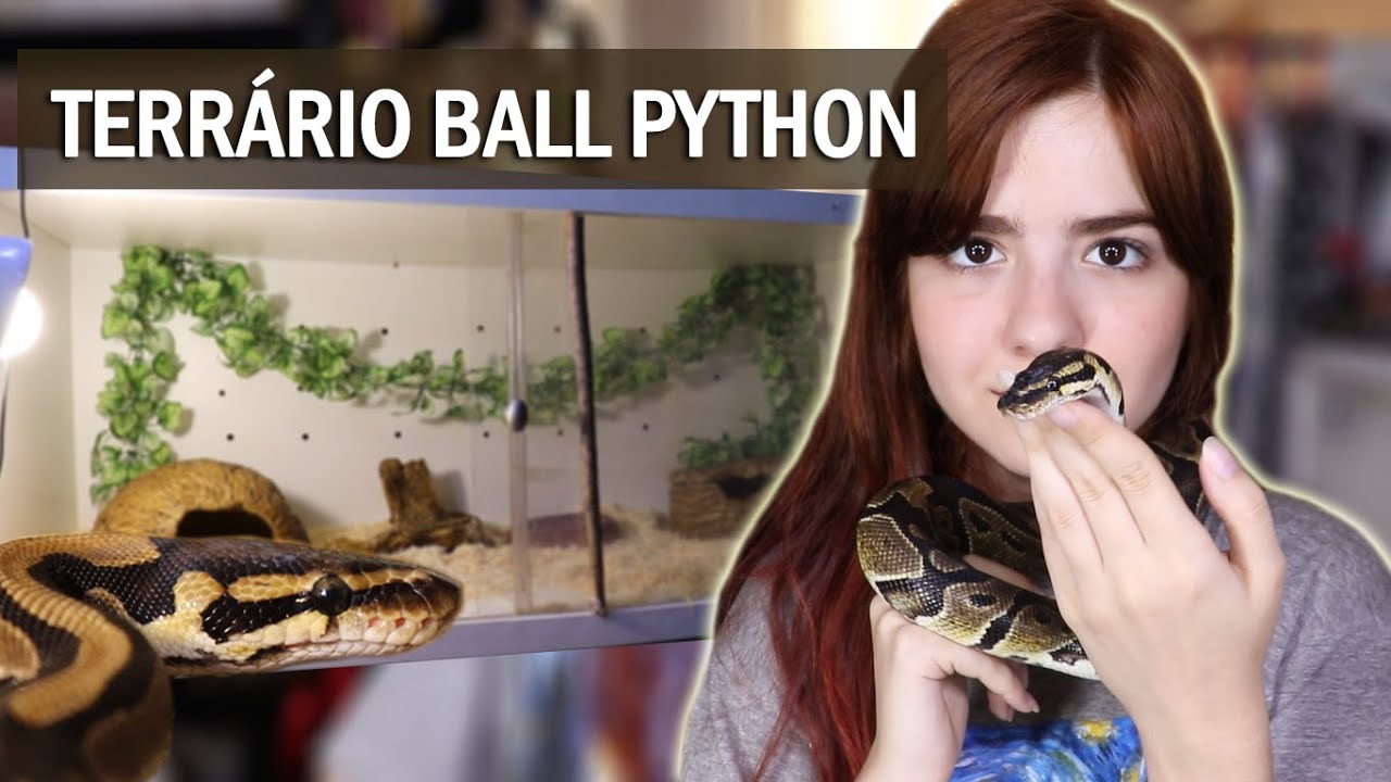 Redecorando o terrário do Anakin 🐍🍂