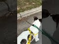 Kane goes on a buddy walk