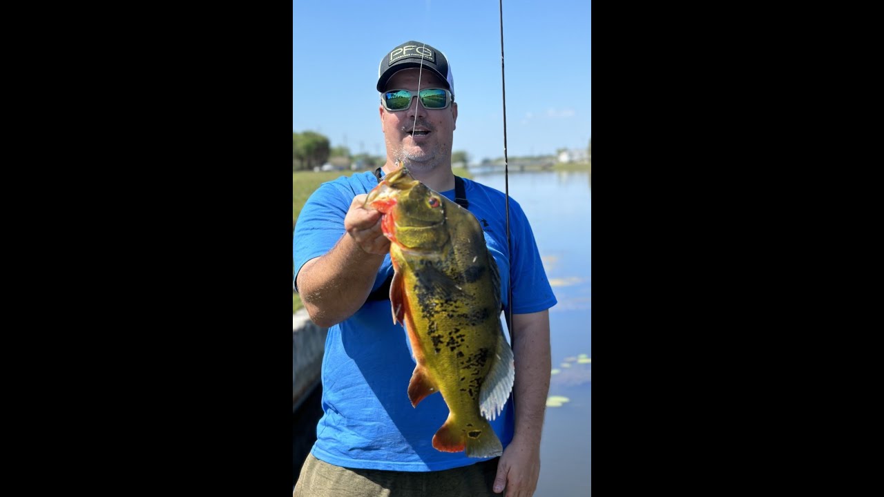 Fly fishing south Florida peacock bass 