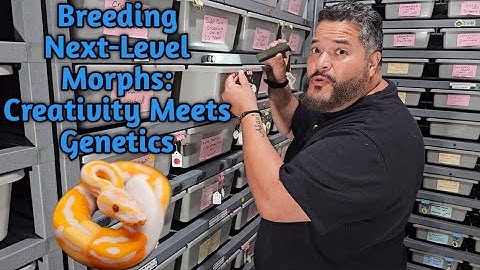 My top 5 Ball Python Breeding Projects to watch 👀 out for in 2025 🐍