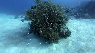 Baracuda and Babies in Palau