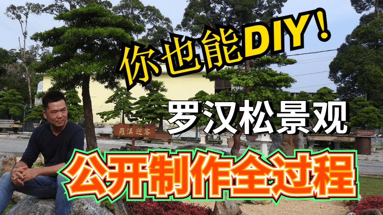 羅漢松 | DIY羅漢松景觀全過程
