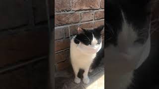Maske Takan Kedi̇ 😱😷Dünyanin En Akilli Kedi̇si̇