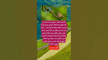 العصفور الماكر عبقري هندسة البناء في عالم الطيور اكسبلور ماوراءيات معلومات علم النفس 