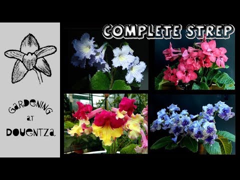 Video: Streptocarpus Dengan Nama (38 Foto): Ciri Varieti 