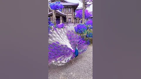 peacock dance real video #peacock #beautiful #birds #animals