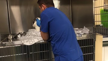 Remove cat from upper cage