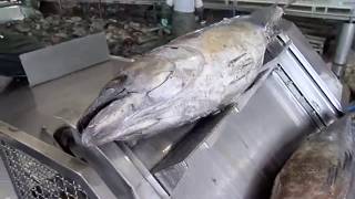 مصنع التونة من الداخل - مراحل تصنيع التونة