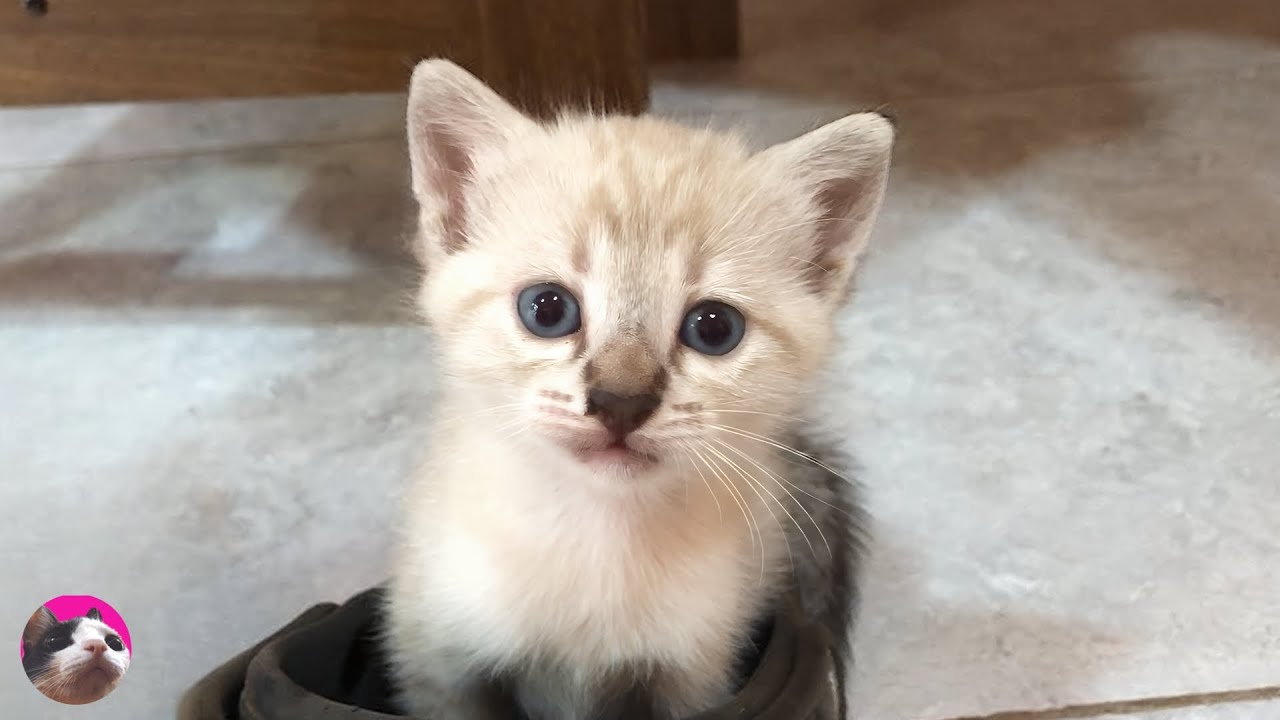 Ненавистникам котов обязательно посмотреть! - 😭 Как растет спасенный котенок: 1 месяц - 5 лет