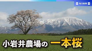 小岩井農場の一本桜、満開　青空と緑の牧草に映えるピンク　岩手