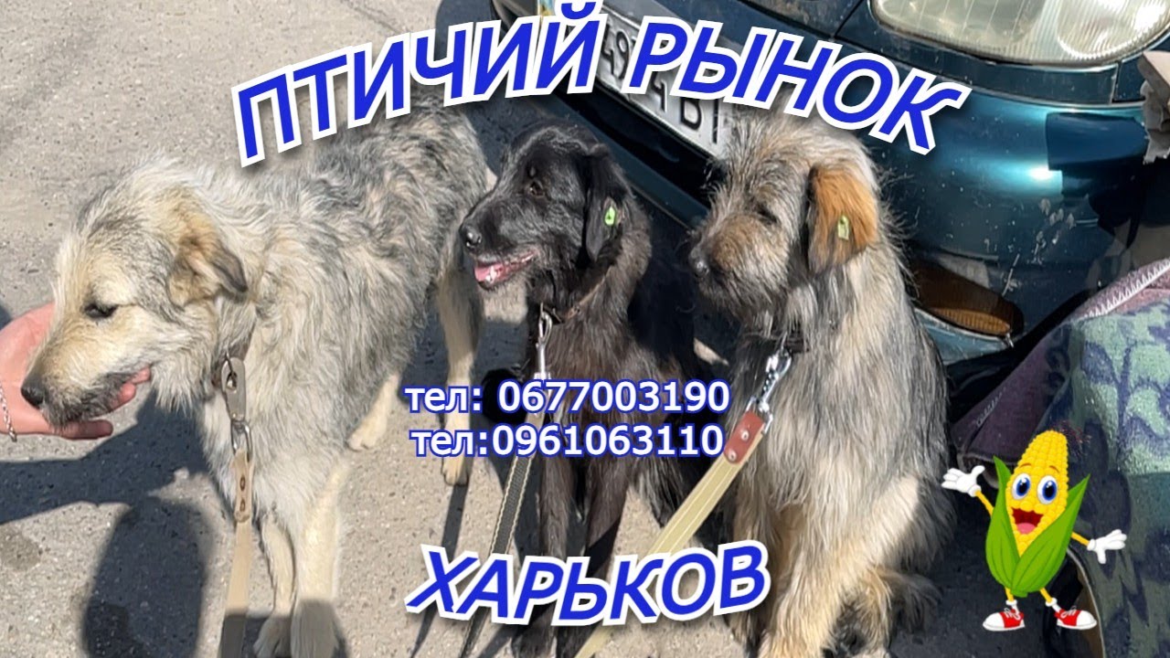 🐦 Птичий рынок Харькова: попугаи, щенки, рыбки. 🐕 #Харьков #ПтичийРынок  #Животные #ЩенкиИщутДом