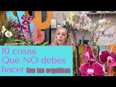 Los mejores consejos para el cuidado de las orquídeas en casa