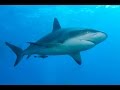 Que significa Soñar con Nadar con tiburones en el Mar - Sueño de nadar con tiburones