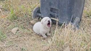 Abandoned at Just 1 Month Old, the Puppy Cries for His Mother in the Cold