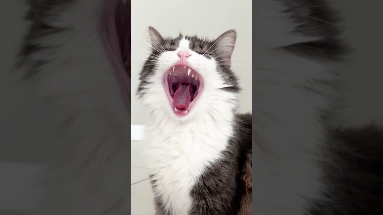 КОТ и ДОМИНО 😂