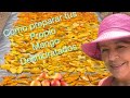 How To Prepare Dehydrated Mangoes 