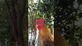 NEW TO DAY ROOSTER #shorts#hashtags #chicken #rooster #lifestyle #birds #shorts yt