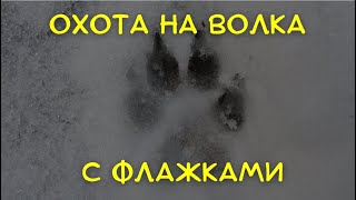 Охота на волка во флажках