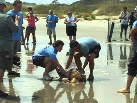 skins exclusivas fortnite Jeff Corwin releasing a Logger Head Sea Turtle.