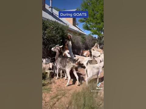 Before And After GOATS #goatgrazing #contractgrazing #targetedgrazing #