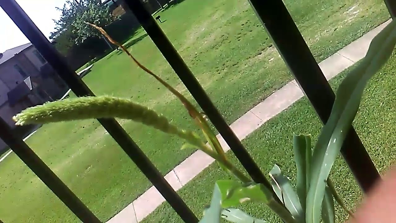 Growing spray millet YouTube