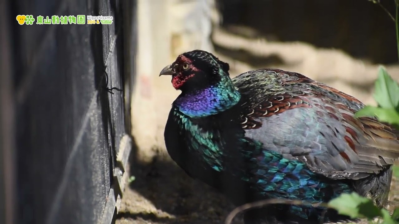 東山動植物園公式】ニホンキジ《 キジ 鳥 》 - YouTube