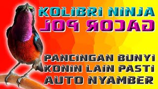 AUTO NYAMBER..!! AMPUH BUAT PANCINGAN BUNYI KOLIBRI NINJA GA PAKE LAMA IKUTAN GACOR #konin