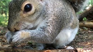 Up-Close w/ Squirrels Groundhogs & Birds Zooming in for Eye-to-Eye Birdwatching Videos Cat TV Dog TV