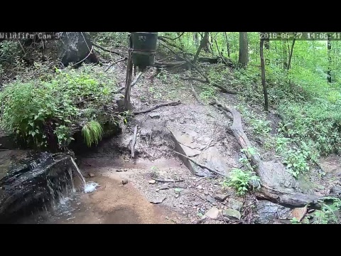 webcamera stegna Live Deer & Wildlife Webcam 3