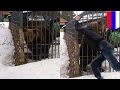 Bear attack video: idiot puts his arm in cage and bear bites it off in shocking footage - TomoNews