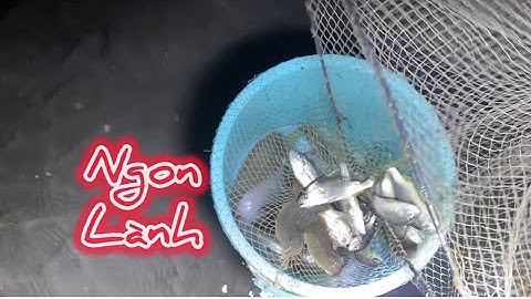 Thủy triều rút ra biển đuổi cá, bắt tôm, bắt ốc… kiếm bữa ăn mang về ! | Như Phạm cuộc sống cần giờ