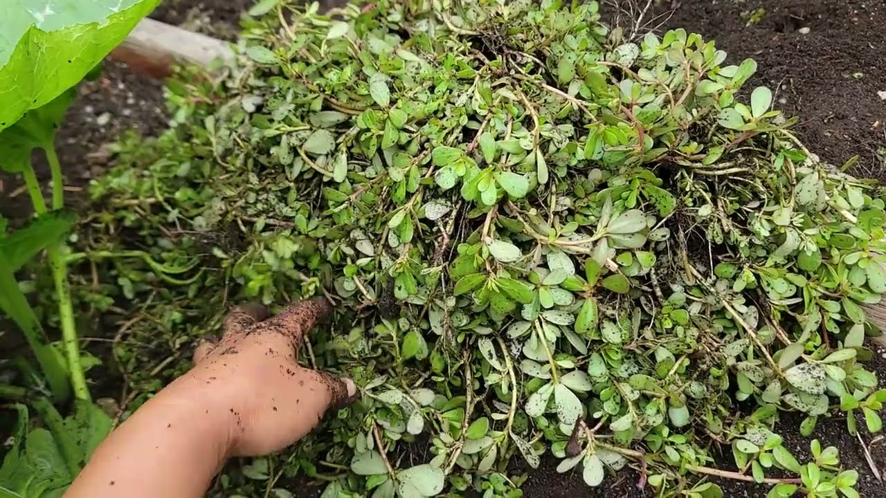 THU HOẠCH RAU SAM MỌC HOANG Ở MỸ,CẢI KALE XOĂN, XÀ LÁCH ĐỎ,CẢI CẦU VÒNG,