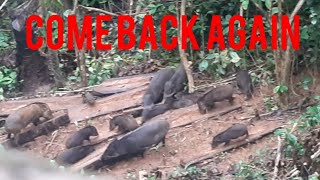 Berburu hama babi hutan ditahun 2023 part2