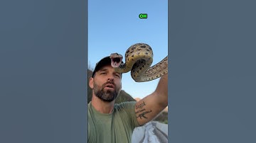 Drama Queen! San Diego Gopher Snake stuck in a ditch. Full video on channel.
