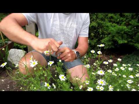 Video: Pěstování Zvonů V Zahradě. Výsadba Ze Semen, Rozmnožování, Péče. Druhy. Fotografie