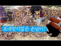 고구마 손질 시작
